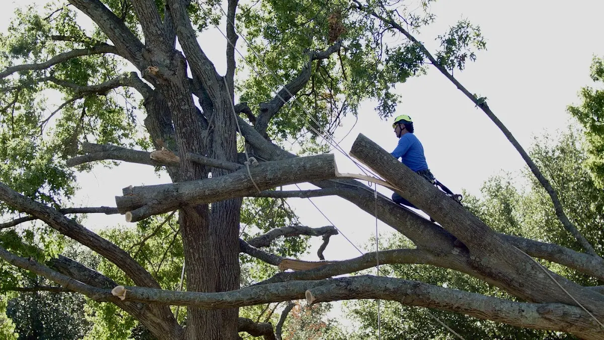Professional Hazardous Tree Removal performed by certified arborists in Wimbledon